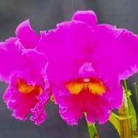 デンドロビューム原種Den.thyrsiflorum「我が家の洋蘭2024」のアルバム