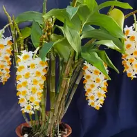 洋蘭 洋ラン 原種 デンドロビューム Den. thyrsiflorum 大株 デンドロビューム原種Den.thyrsiflorum「我が家の洋蘭2024」のアルバム