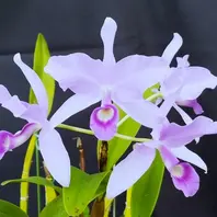 デンドロビューム原種Den.thyrsiflorum「我が家の洋蘭2024」のアルバム
