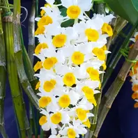 デンドロビューム原種Den.thyrsiflorum「我が家の洋蘭2024」のアルバム