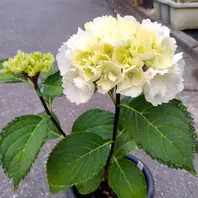 黒軸アジサイゼブラご近所の花友さん「我が家の植物たち2024」の