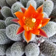 【鉢ごと】多肉植物　花サボテン　金紐シリーズ　オレンジ オレンジ色の花をたくさん咲かせてくれ「令和6年のベランダ