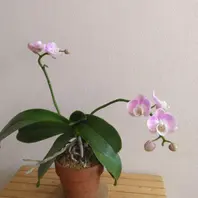 去年の花 花茎も花の向きも暴れがちな「蘭」のアルバム