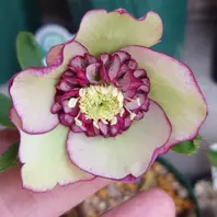 クリスマスローズネットショッピング「2024我が家の花たち