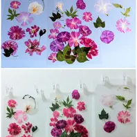 朝顔　昔の押し花の記録ノートです ポストカード 変化朝顔の押し花 - 国立歴史民俗博物館