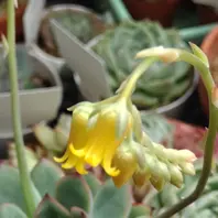 エケベリア花うららの花黄色の花が可「多肉植物2024」のアルバム