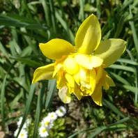 2024.3.30.八重咲き水仙の花です。「スイセン」のアルバム-みんなの