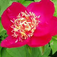 芍薬「未来」目をひく鮮やかな花いろ「2024mygarden」のアルバム