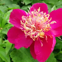 芍薬「未来」初めての芍薬です🤗🎵「2024mygarden」のアルバム