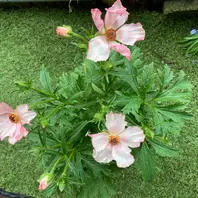 どんな花が咲くかな？サリー、セイレン「2024年ラナンキュラス