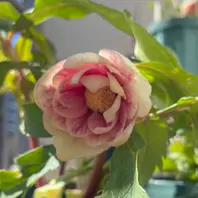 加藤農園さんのプリマヴェーラゴールド「クリスマスローズ2024」の