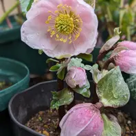 ピンクニゲルss2023年購入「我が家のクリスマスローズちゃん」の