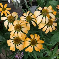 ラスト！エキナセア シュープリームカンタロープ⚠️札は付きません エキナセア シュプリームカンタロープ「2024年 テラスの花たち」の