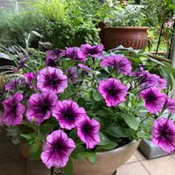 エキナセア シュプリームカンタロープ「2024年 テラスの花たち」の