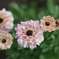 ラナンキュラスサクセスシリーズトアレグ「2024年ラナンキュラス」の