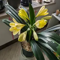 t.hidaka 1982.3月 君子蘭 t.hidaka 1982.3月 君子蘭 2025年最新