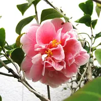 赤に少し遅れてピンクの八重椿、最初の「わが庭の花たち」の
