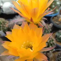 オレンジマジックです「サボテンの花」のアルバム-みんなの趣味の園芸