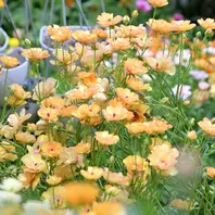 人気品種激レアラックスリーベラ 絞り咲変り咲き ラナンキュラスラックスリーベラ他「2024年ラックス」のアルバム