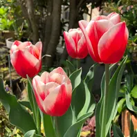 チューリップ🌷タイムレス5球ー1＝4球「2024年4月〜春の訪れ」の