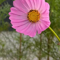 コスモスの写真-みんなの趣味の園芸2541186