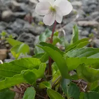 勝手に増えるスミレ「山野草」のアルバム-みんなの趣味の園芸2403144