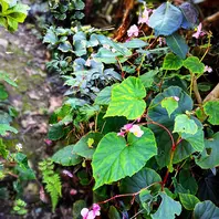 斑入り葉ツワブキ 浮雲錦株元の訳の分「花頼り🌸2024」のアルバム