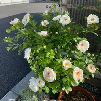 ライラックカルペディエム「禰豆子の庭のお花達」のアルバム ライラックカルペディエム「禰豆子の庭のお花達」のアルバム