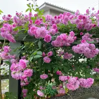 ライラックカルペディエム「禰豆子の庭のお花達」のアルバム ライラックカルペディエム「禰豆子の庭のお花達」のアルバム