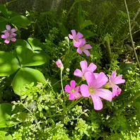 【2025年】お歳暮ギフト ムラサキカタバミ。ピンクの花とハート「雑草コレクション 絵画