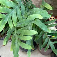 観葉植物 ブルースター 　　9月24日に撮った写真を5枚目から追加しました！ フレボディウム(ブルースター）「2024〜観葉植物」のアルバム-みんなの