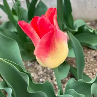 赤と黄色のグラデーション「チューリップ🌷」のアルバム