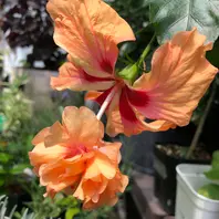 ハイビスカス フラミンゴ オレンジ「花2024」のアルバム-みんなの趣味
