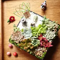 多肉植物　寄せ植え　おせち 多肉おせちとハコニワが一緒になった寄「taniku」のアルバム