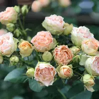 アンティークレース遅咲きです。「2024年 我が家の薔薇」のアルバム