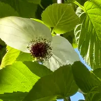 馬場貞祥 四季の花 絹本 共箱 牡丹 南天 白梅 菖蒲 菊 横浜 鶴見区の馬場花木園は歴史ある風致公園 | 横浜で暮らそう