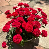 馬場貞祥 四季の花 絹本 共箱 牡丹 南天 白梅 菖蒲 菊 馬場貞祥 四季の花 絹本 共箱 牡丹 南天 白梅 菖蒲 菊