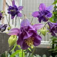馬場貞祥 四季の花 絹本 共箱 牡丹 南天 白梅 菖蒲 菊 馬場貞祥 四季の花 絹本 共箱 牡丹 南天 白梅 菖蒲 菊