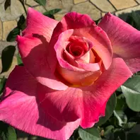 牡丹金閣。花びらが多いせいかうつむい「MyGarden2024」の