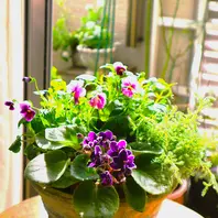 フォーチュンベゴニア オレンジです次「私の好きな植物たち Ⅷ」の