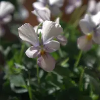 フォーチュンベゴニア オレンジです次「私の好きな植物たち Ⅷ」の