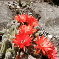 サボテンページ あの日のチビサボたち・・・＆清楚なサボテンの花(*´艸