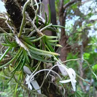 こちらは富貴蘭『福寿丸』です針葉です「家の植物」のアルバム