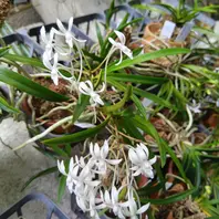 富貴蘭　必見！!花纏白縞(ラスト) 楽天市場】2025年NEW 現品 富貴蘭 星車 鉢植え 風蘭 プラ鉢入り : 園芸