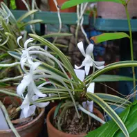 富貴蘭の八重衣です切れの良い白縞が入「家の植物」のアルバム