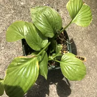 ギボウシ（ホスタ） ボールドリボン「葉っぱたち」のアルバム-みんなの