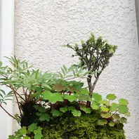 イワヒバの石付持ち込み5年位，石巾30「苔玉盆栽＆盆栽」のアルバム