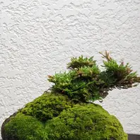 イワヒバの石付持ち込み5年位，石巾30「苔玉盆栽＆盆栽」のアルバム
