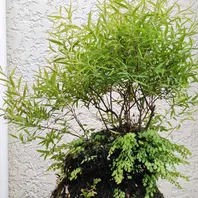イワヒバの石付持ち込み5年位，石巾30「苔玉盆栽＆盆栽」のアルバム