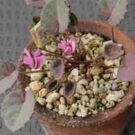 英国シクラメン協会ジャーナル16冊 幻の原種シクラメン ソマレンセ タイルバーン 英国シクラメン協会ジャーナル16冊 幻の原種シクラメン ソマレンセ